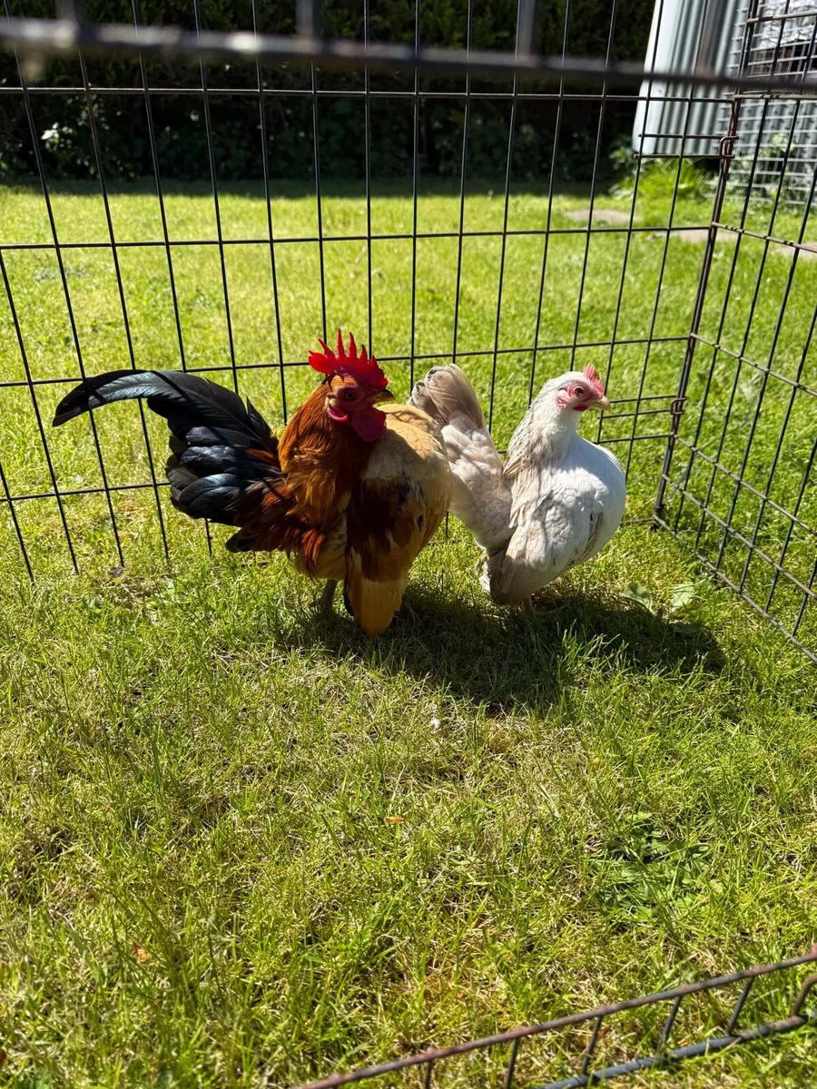 Serama bantam pair - Image 1