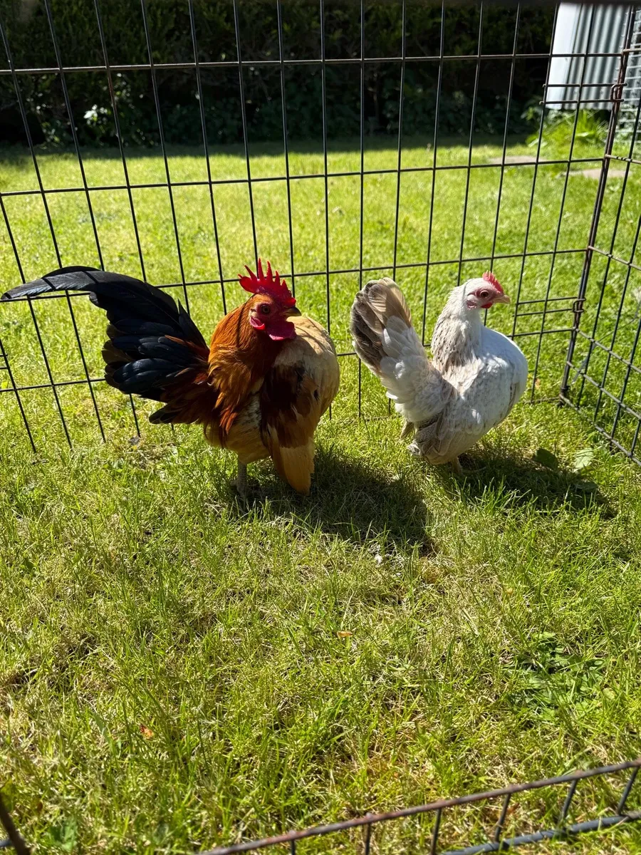 Serama bantam pair - Image 2