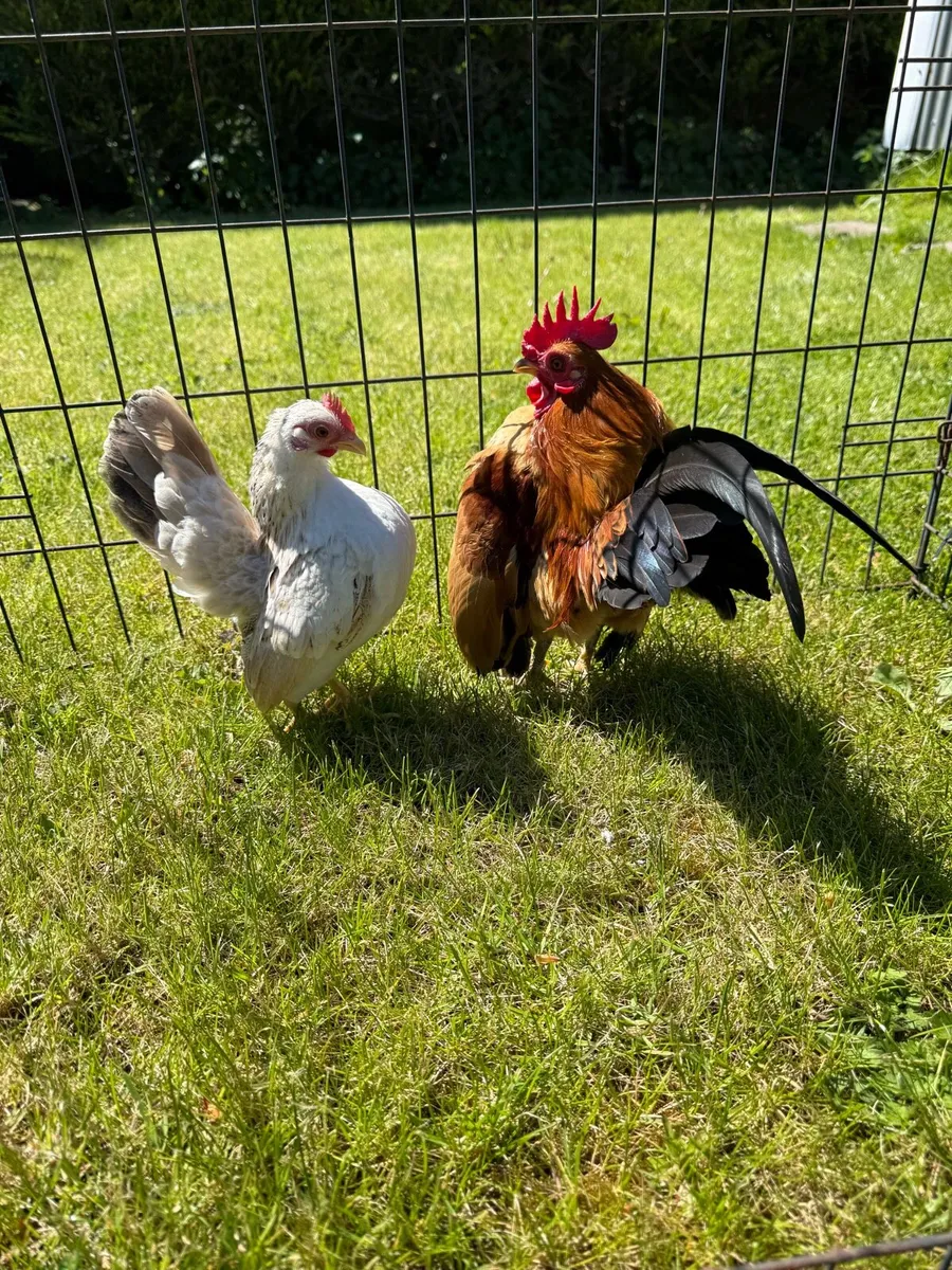 Serama bantam pair - Image 3