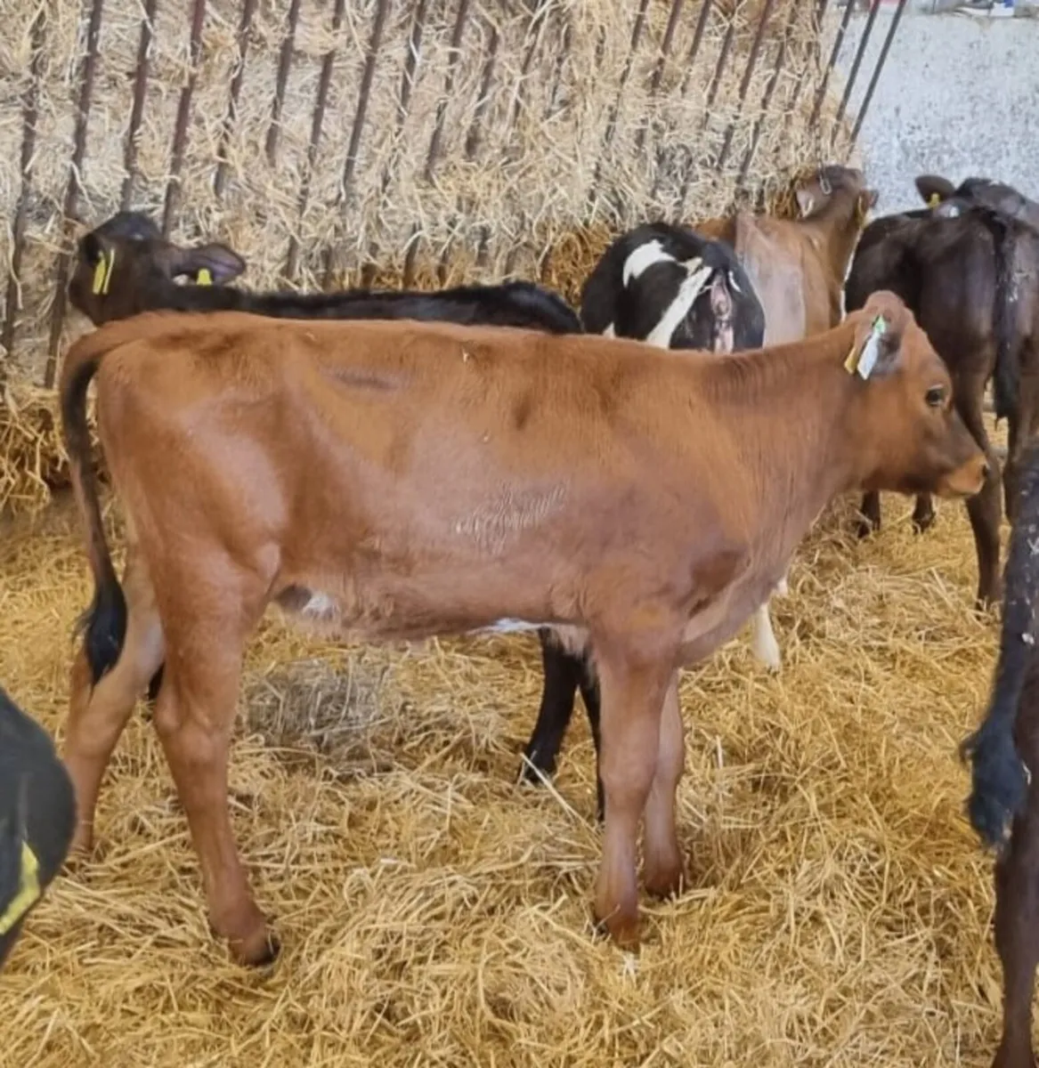 Frx heifer calves - Image 2