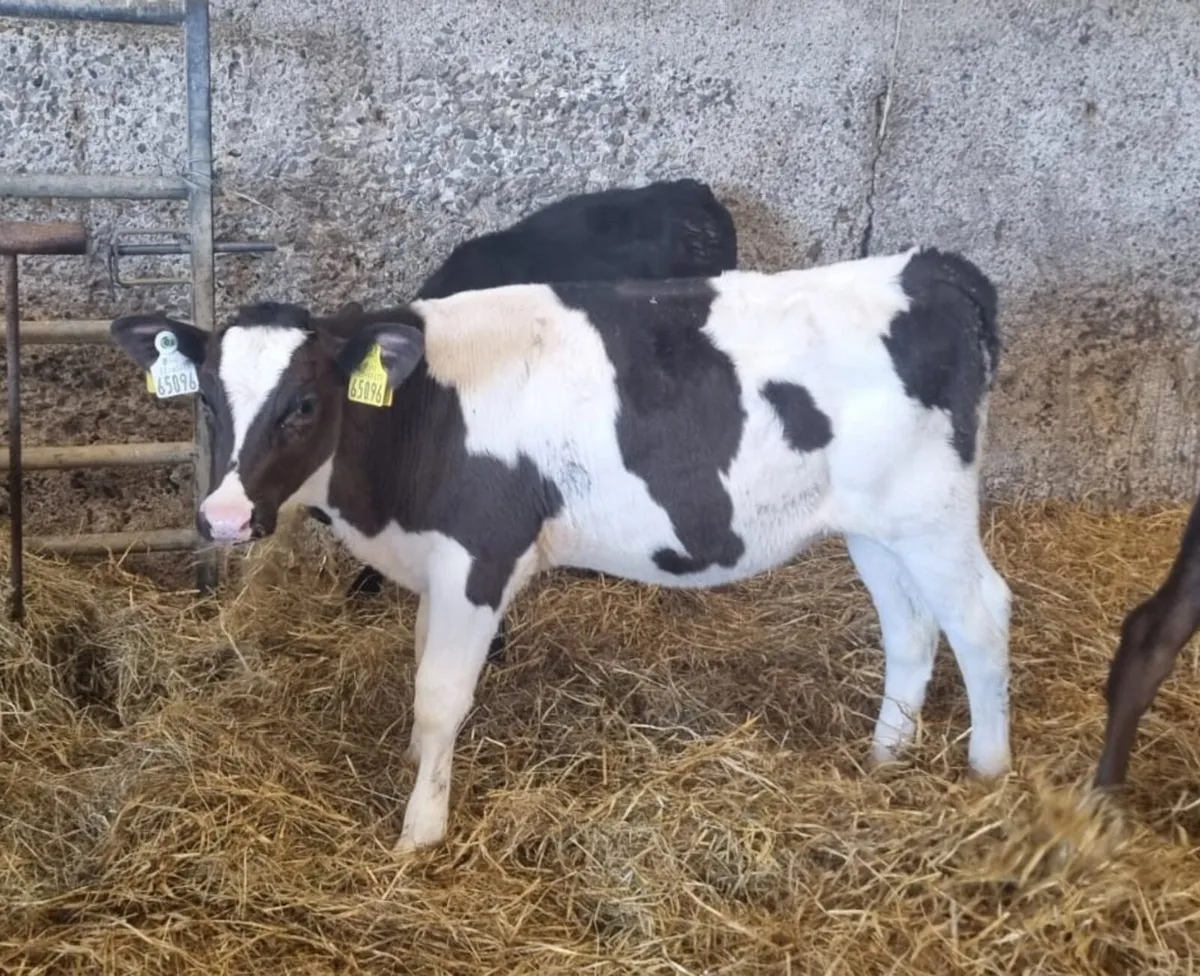 Frx heifer calves - Image 1