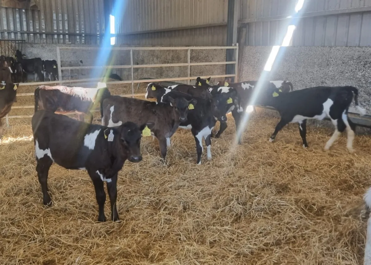 Frx heifer calves - Image 3
