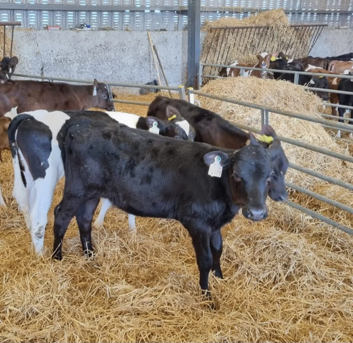 Frx heifer calves - Image 4