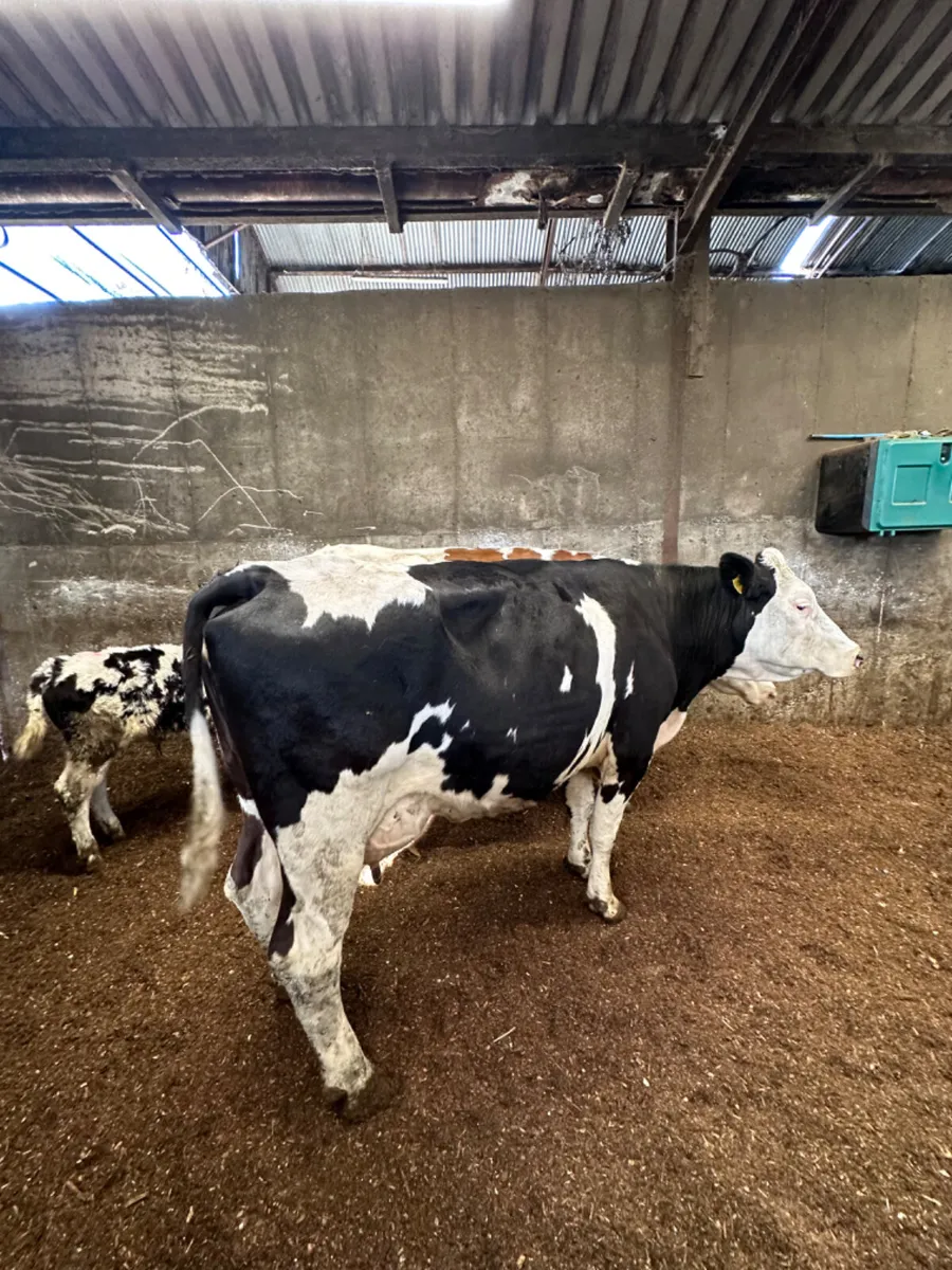 Fkv cows and blue bulls - Image 4