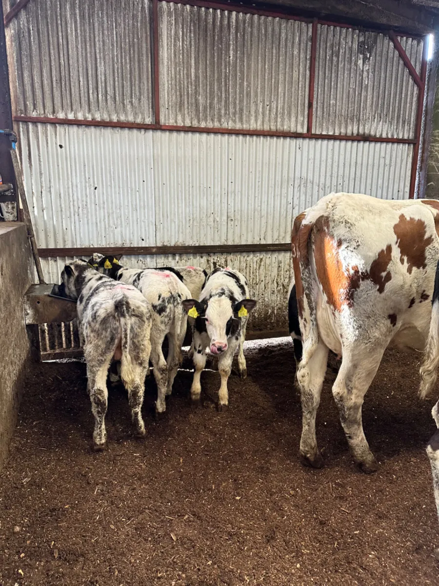 Fkv cows and blue bulls - Image 3