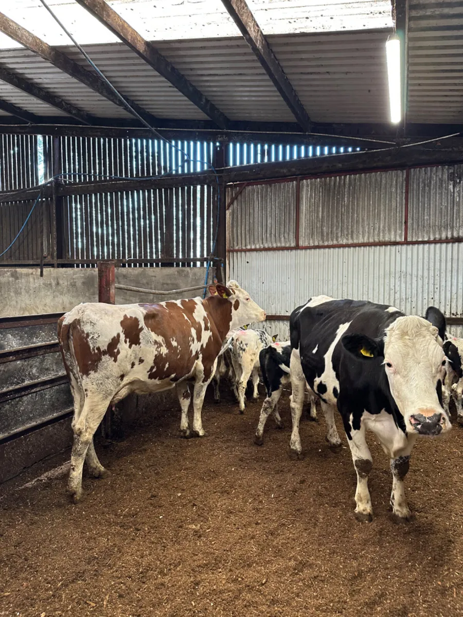 Fkv cows and blue bulls - Image 1