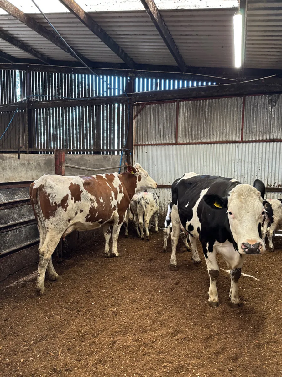 Fkv cows and blue bulls - Image 2