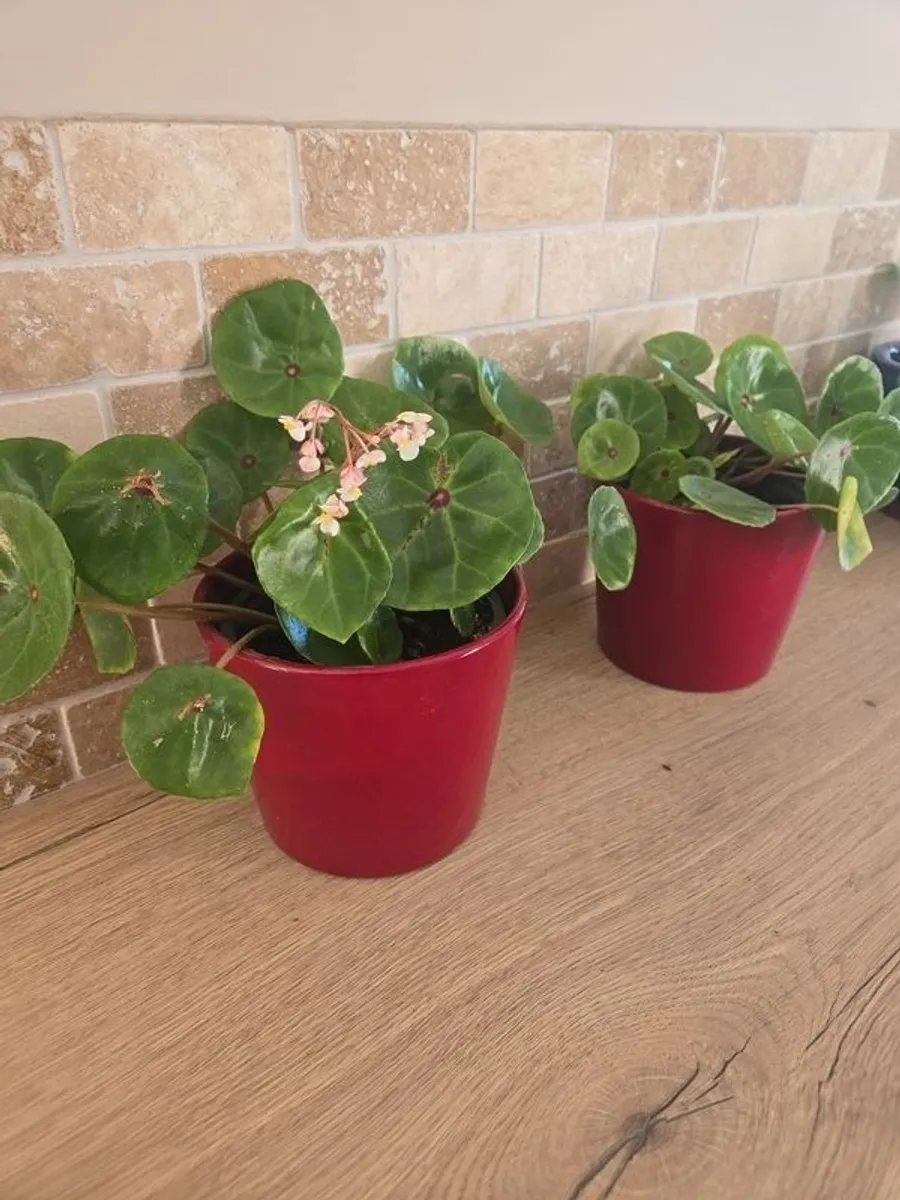 House plant Begonia Red Ruby - Image 2