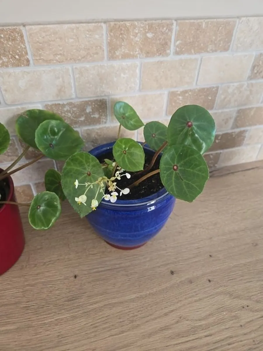 House plant Begonia Red Ruby - Image 3