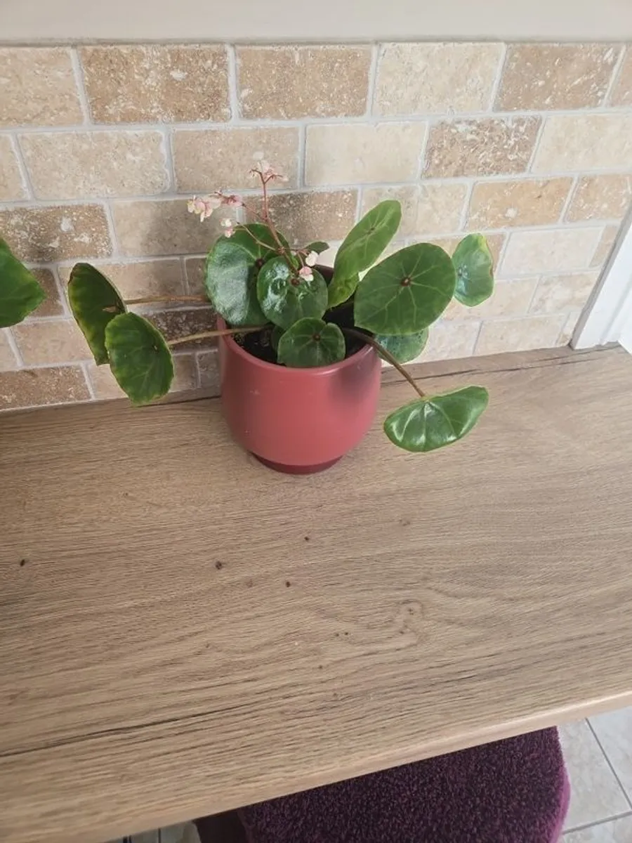 House plant Begonia Red Ruby - Image 4