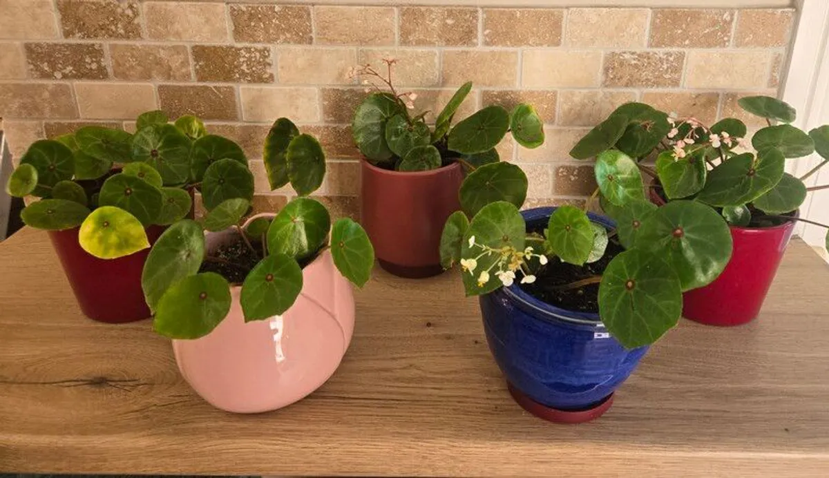 House plant Begonia Red Ruby - Image 1