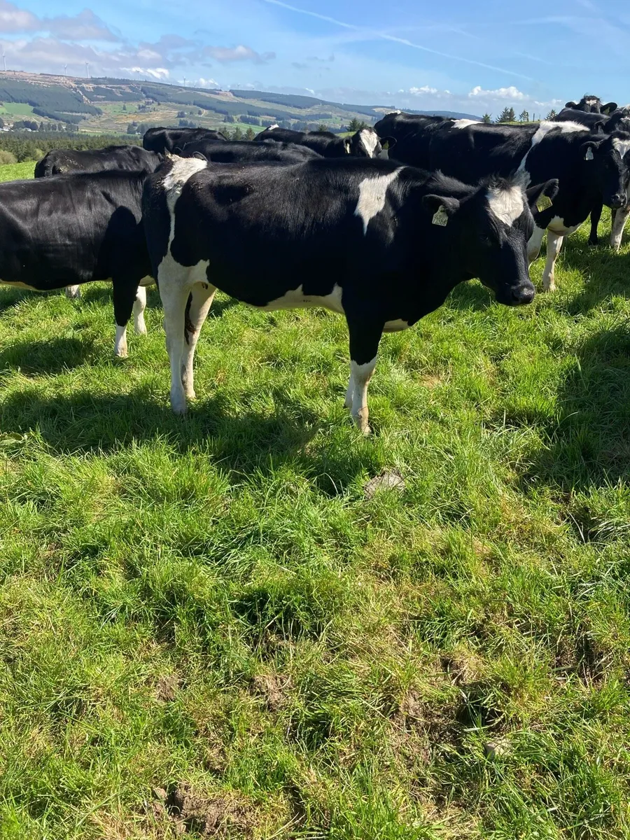 Friesian maiden heifers - Image 1