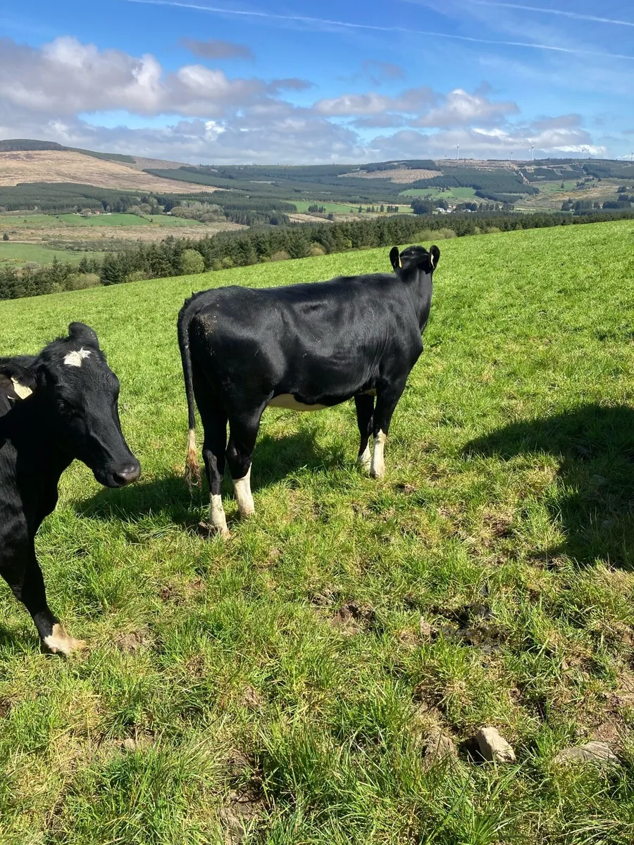 Friesian maiden heifers - Image 2