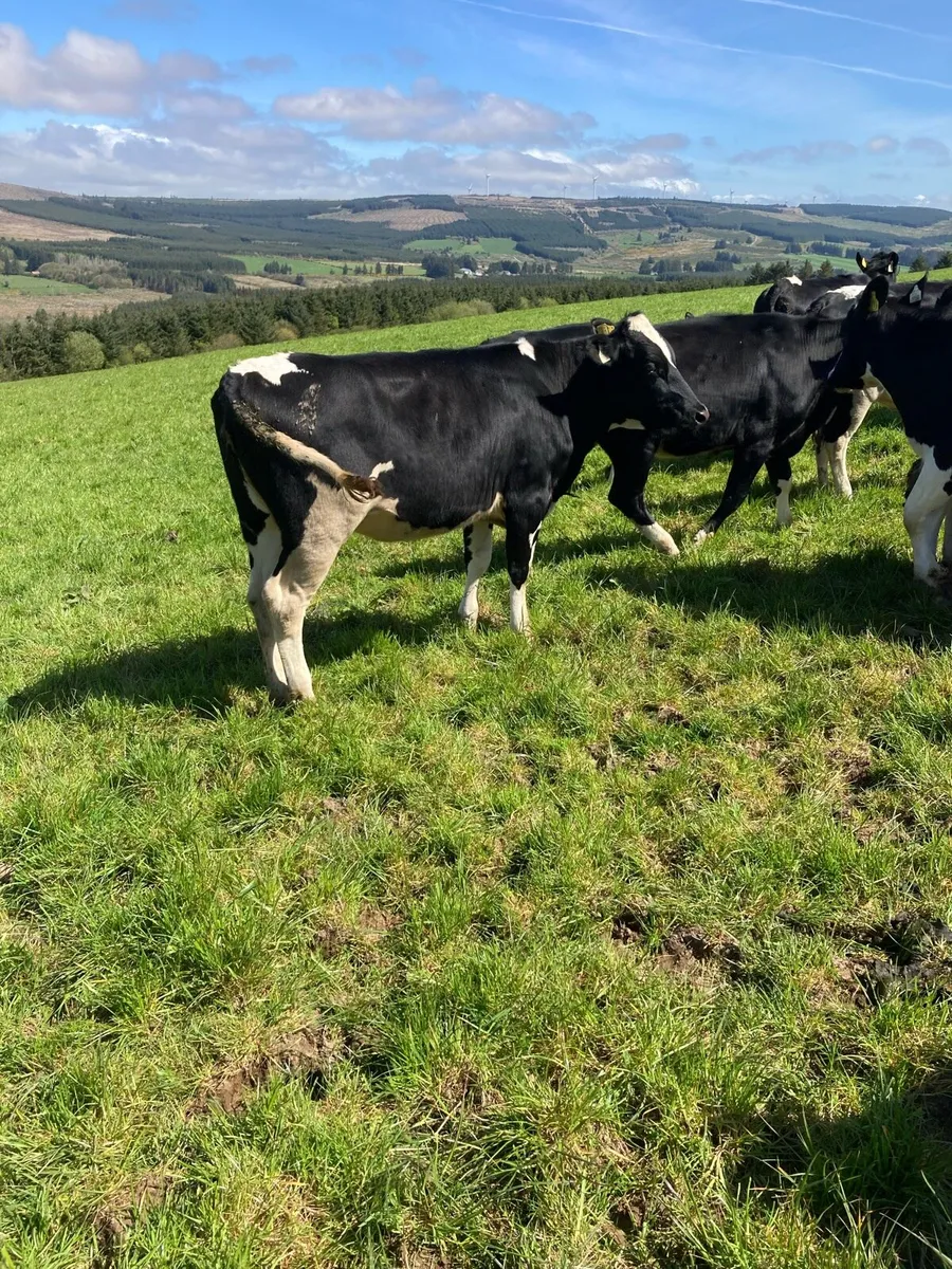 Friesian maiden heifers - Image 3