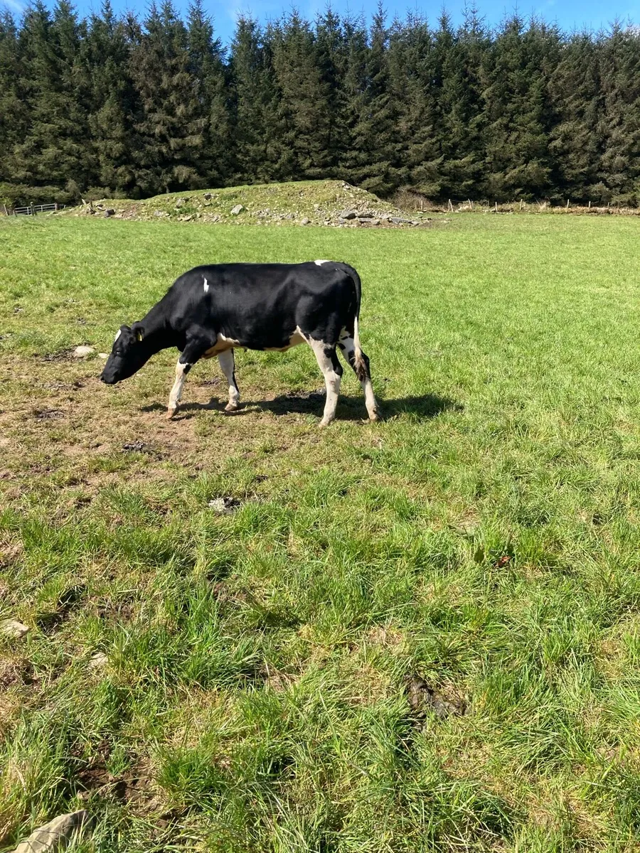 Friesian maiden heifers - Image 4