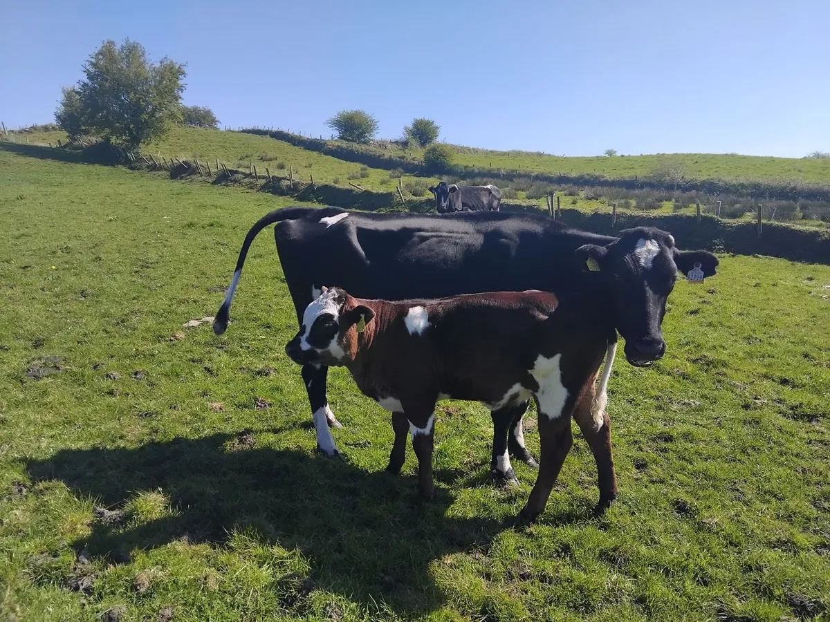 2 cows with calfs castlerea mart tomorrow - Image 1