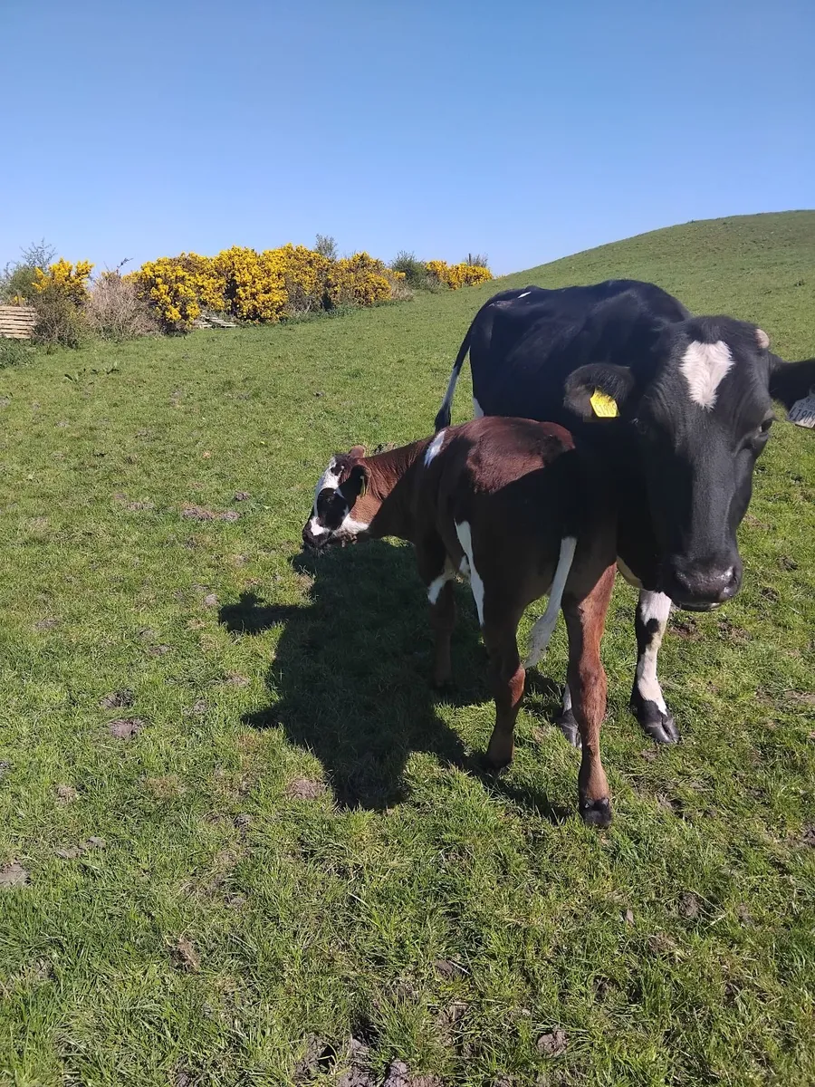 2 cows with calfs castlerea mart tomorrow - Image 2