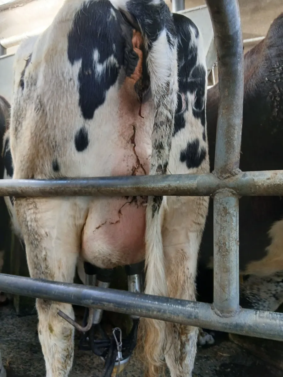 Calved heifer - Image 1