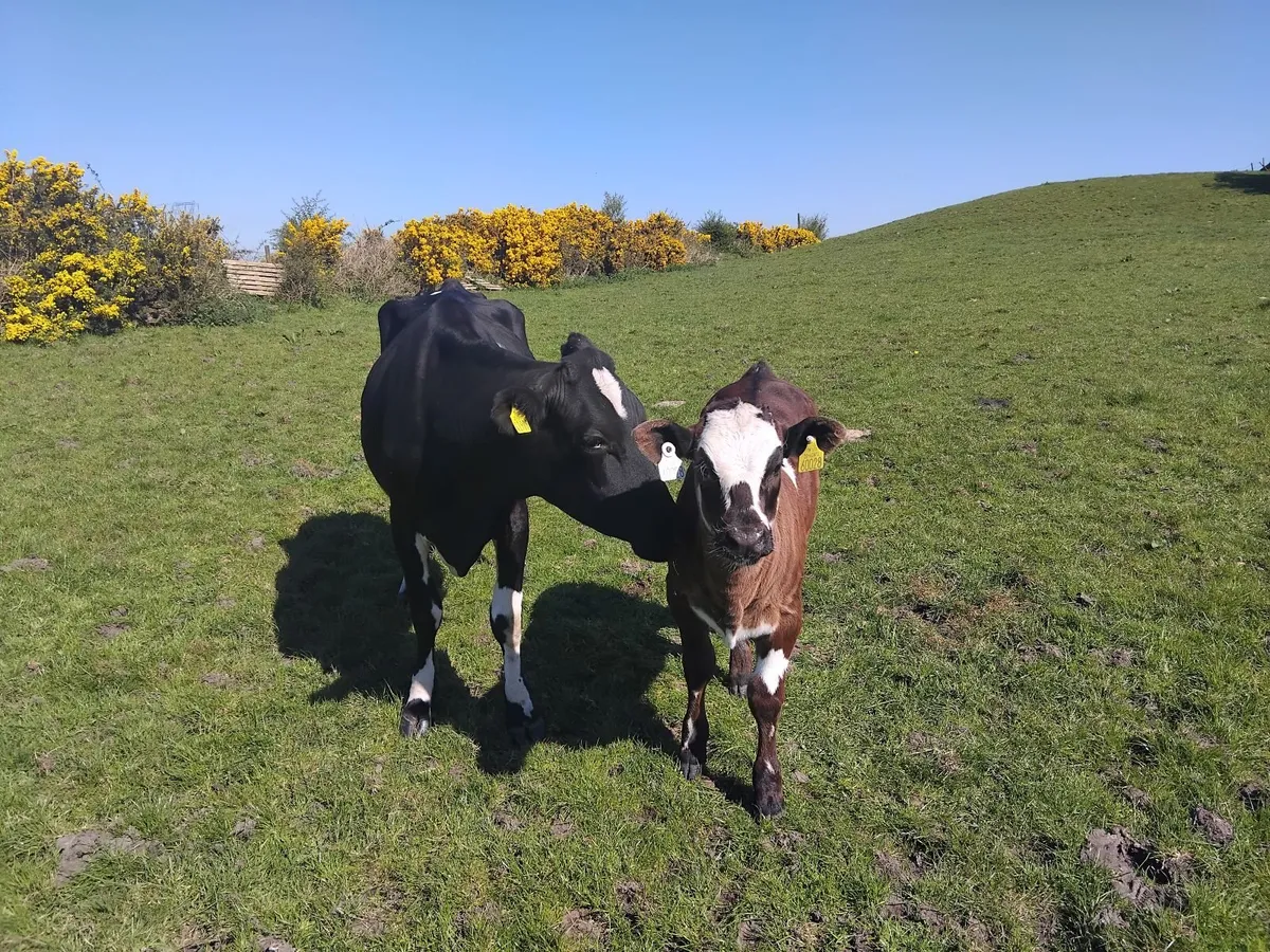 2 cows with calfs castlerea mart tomorrow - Image 3