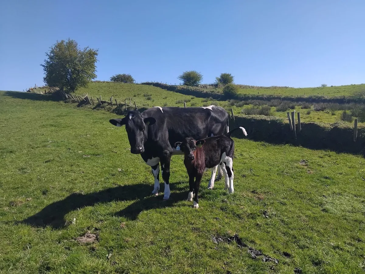 2 cows with calfs castlerea mart tomorrow - Image 4
