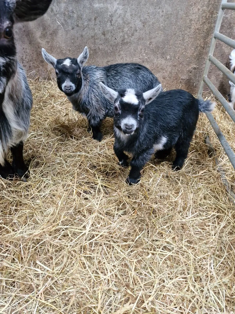 2 blue Pygmy Kids - ready to go!!! 340 for pair. - Image 1