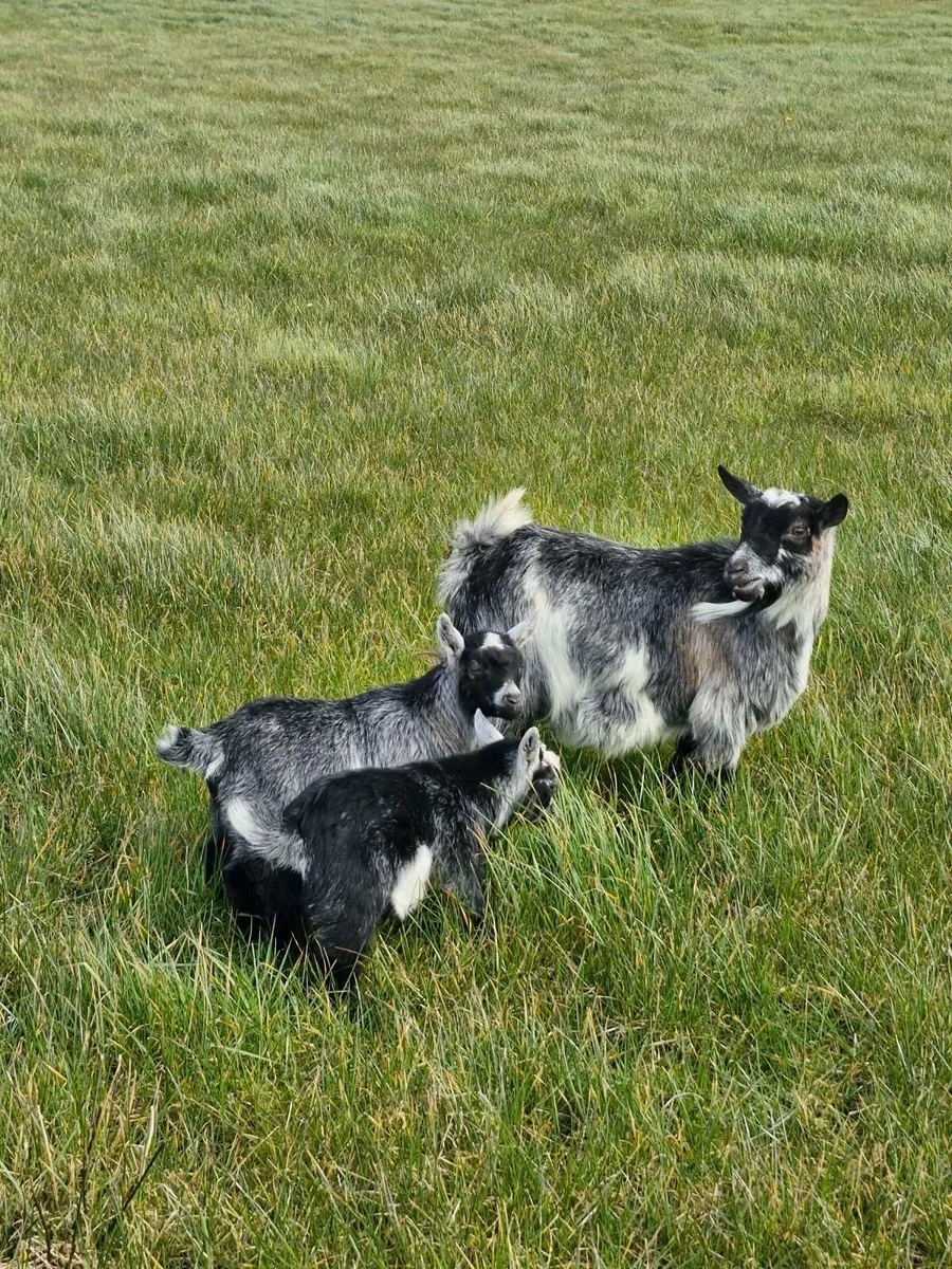 2 blue Pygmy Kids - ready to go!!! 340 for pair. - Image 3