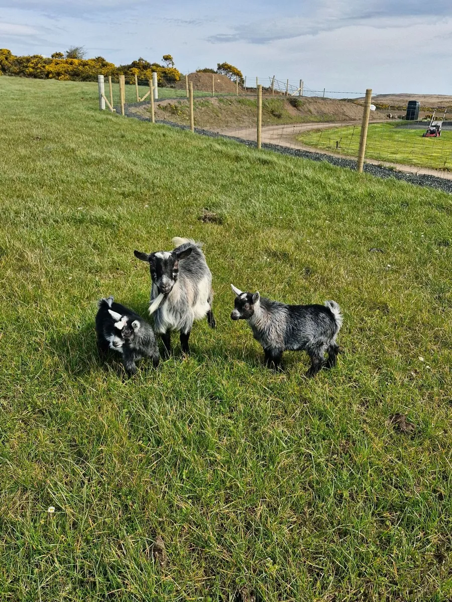 2 blue Pygmy Kids - ready to go!!! 340 for pair. - Image 2