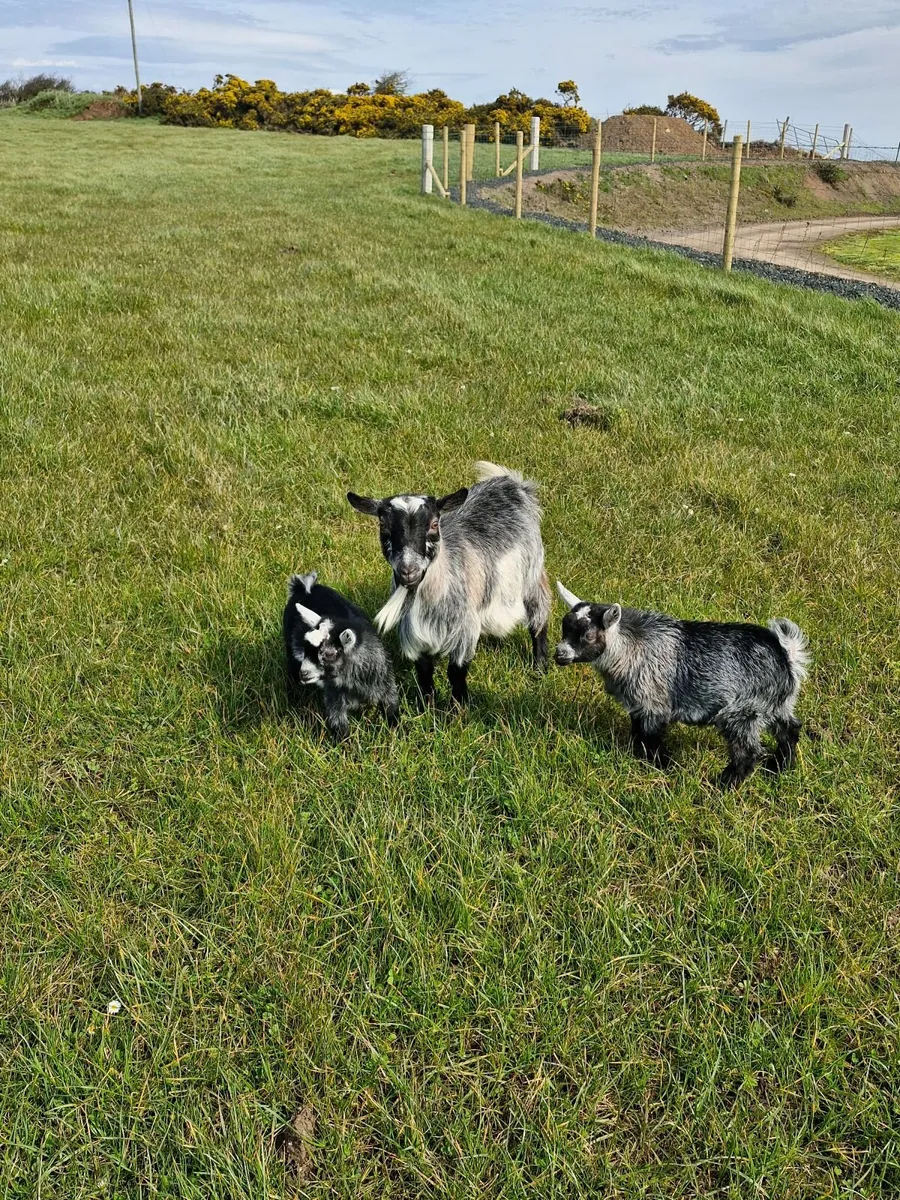 2 blue Pygmy Kids - ready to go!!! 340 for pair. - Image 4