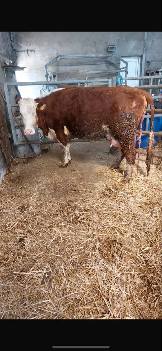 Foster heifer - Image 1