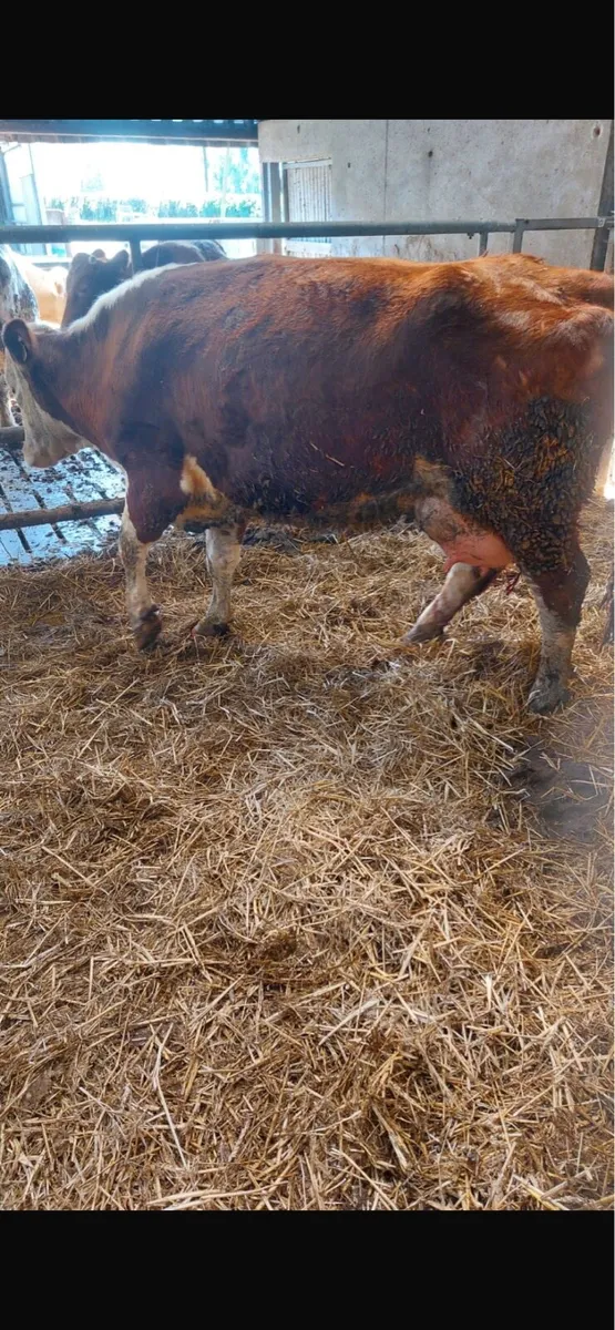 Foster heifer - Image 2