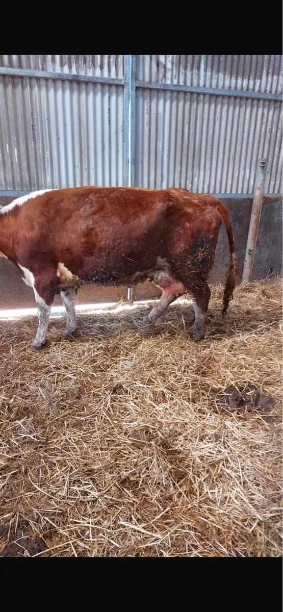 Foster heifer - Image 3