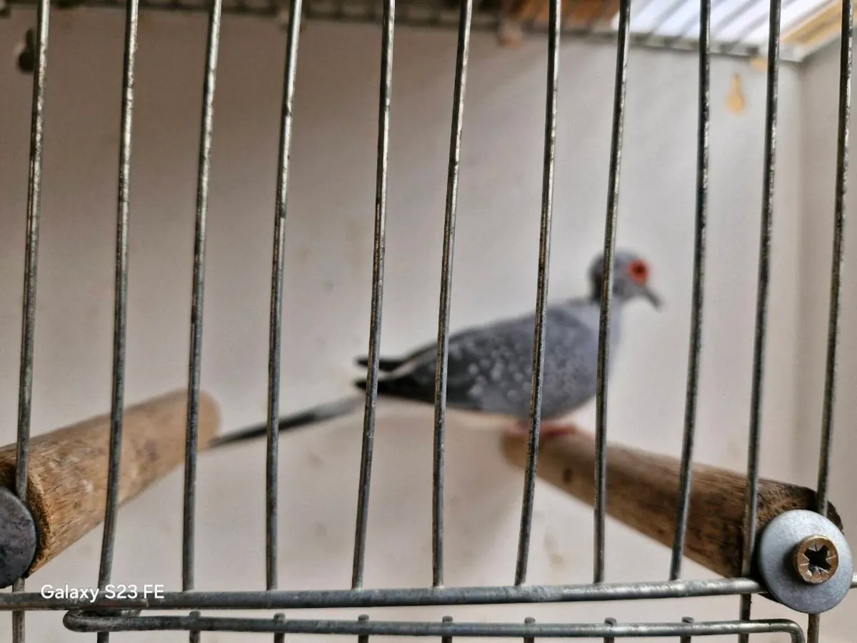 Dimond dove males x 4 - Image 1