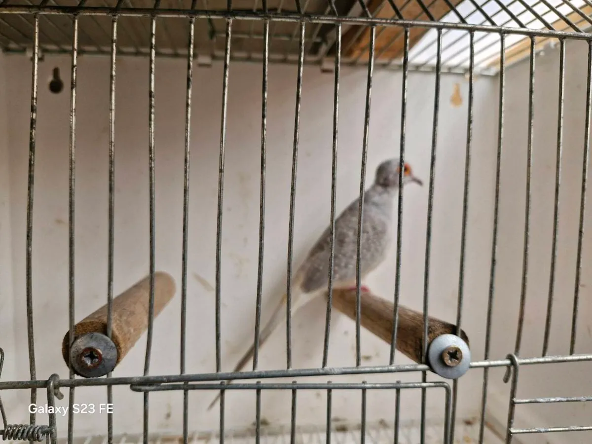 Dimond dove males x 4 - Image 2