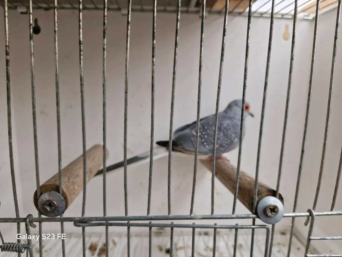 Dimond dove males x 4 - Image 3