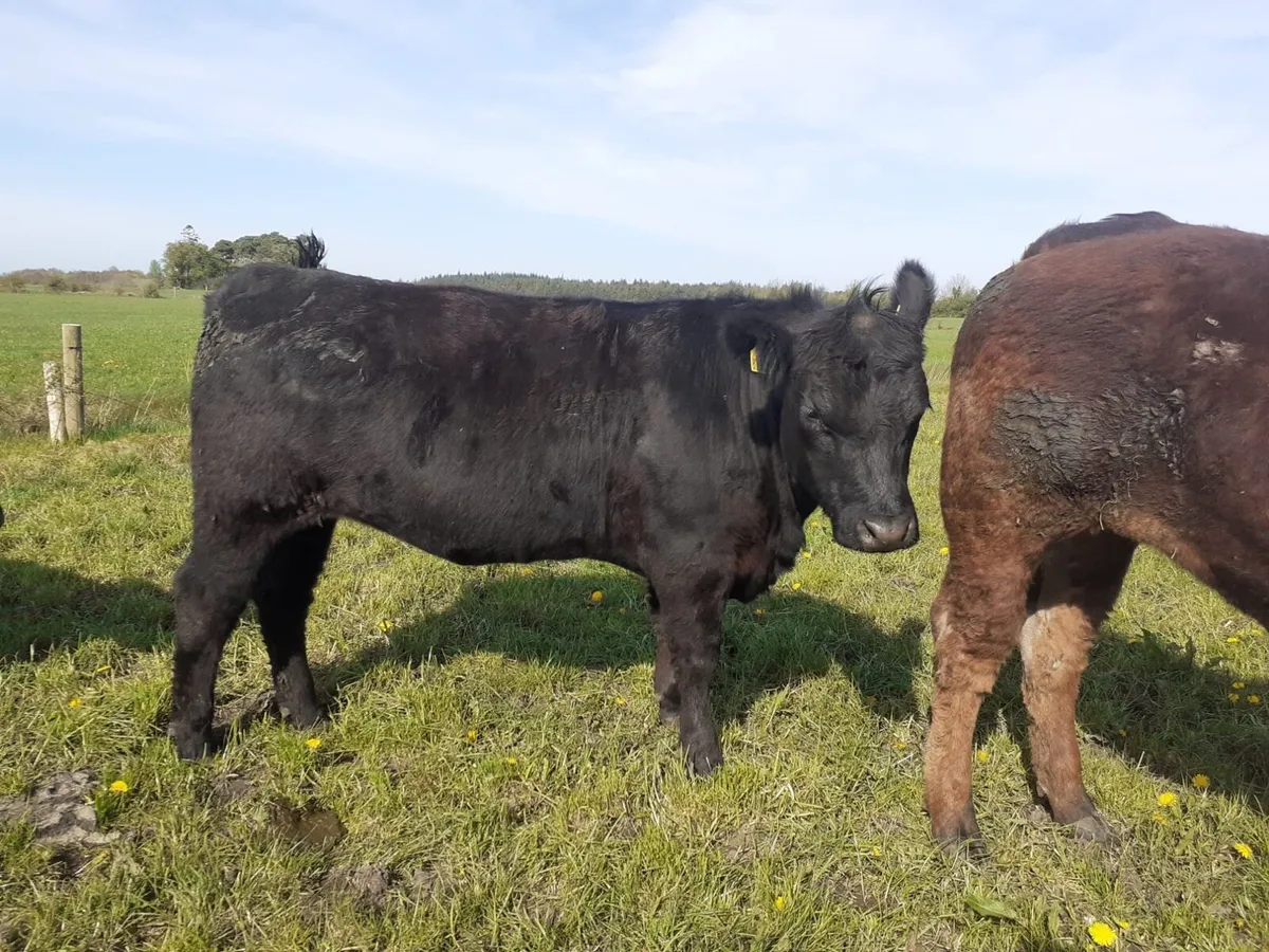 Purebred Registered Angus Heifer - Image 3