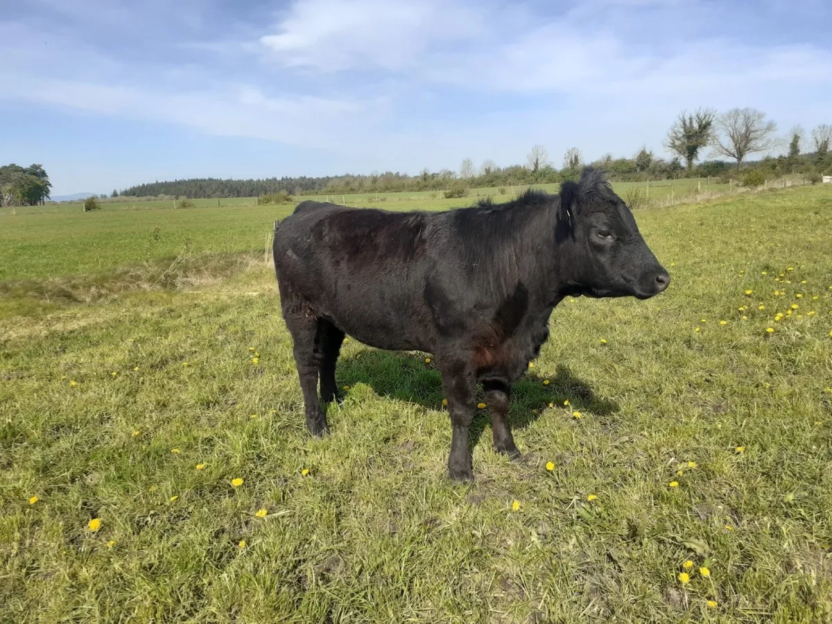 Purebred Registered Angus Heifer - Image 4