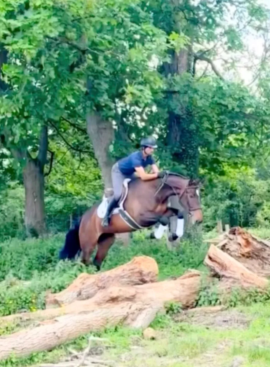 16.1/2h 6 yo ISH mare/ all  rounder - Image 1