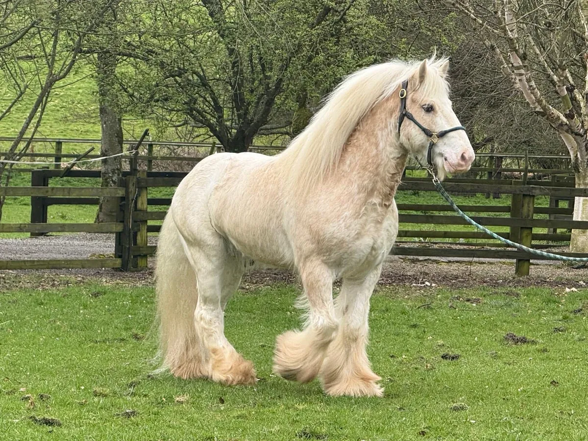 Shambo’s Prince - Image 2