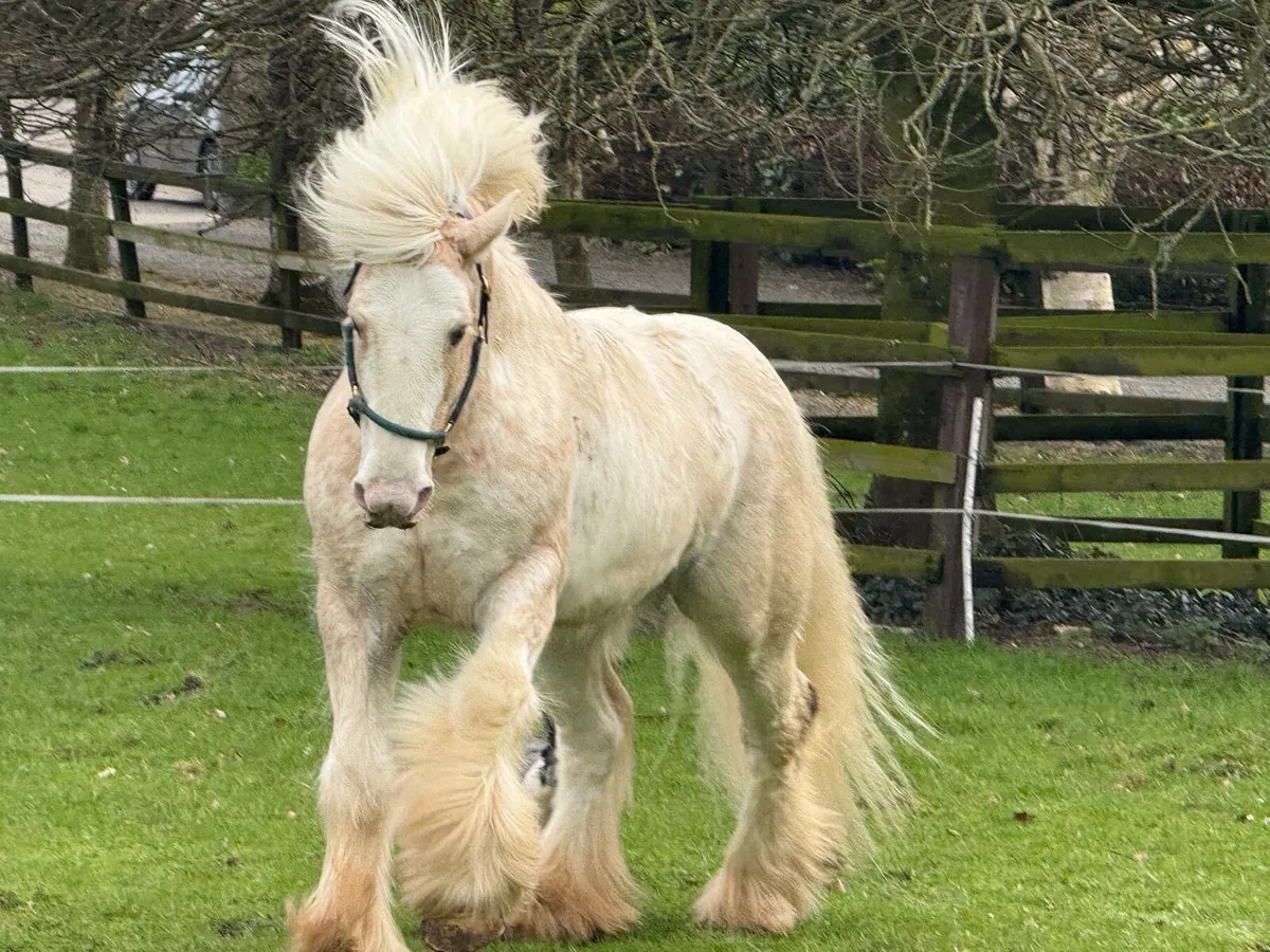 Shambo’s Prince - Image 1