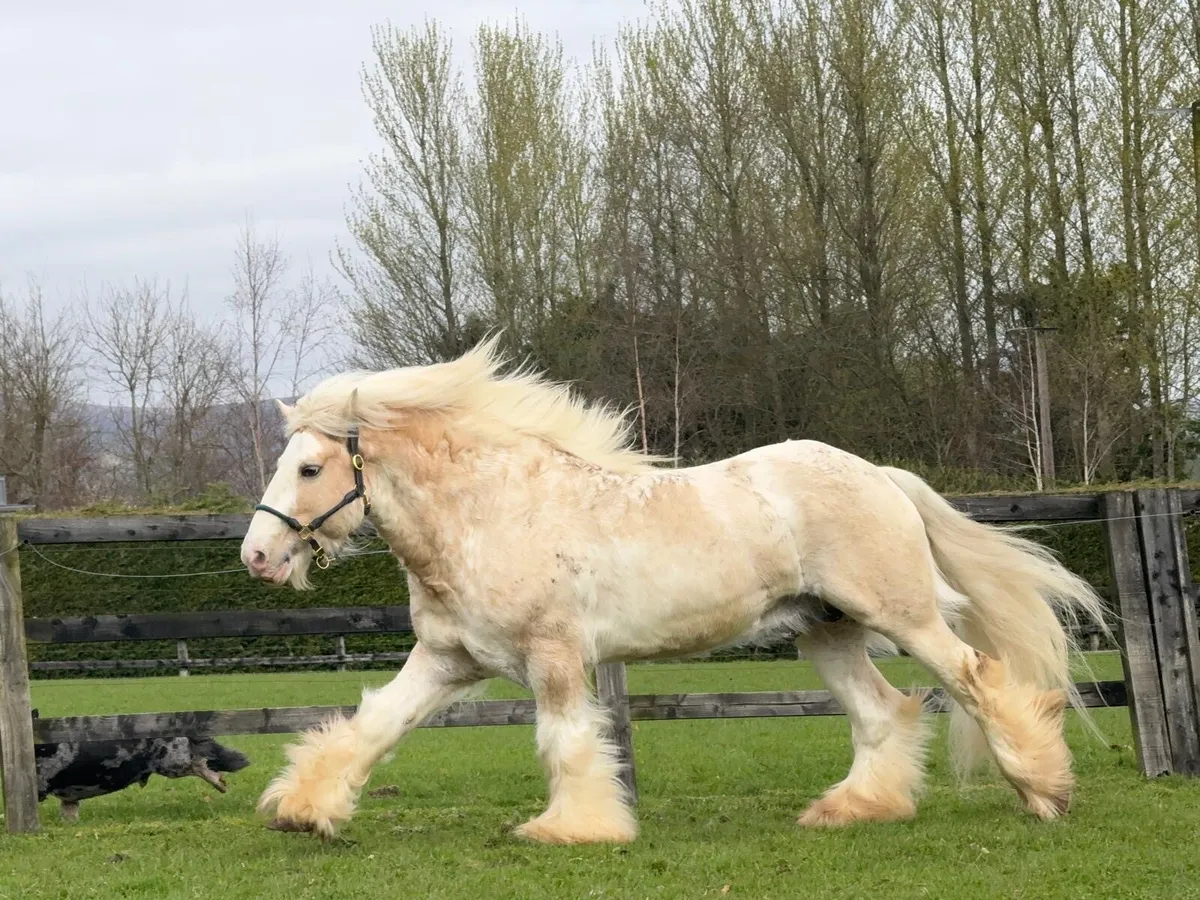 Shambo’s Prince - Image 3