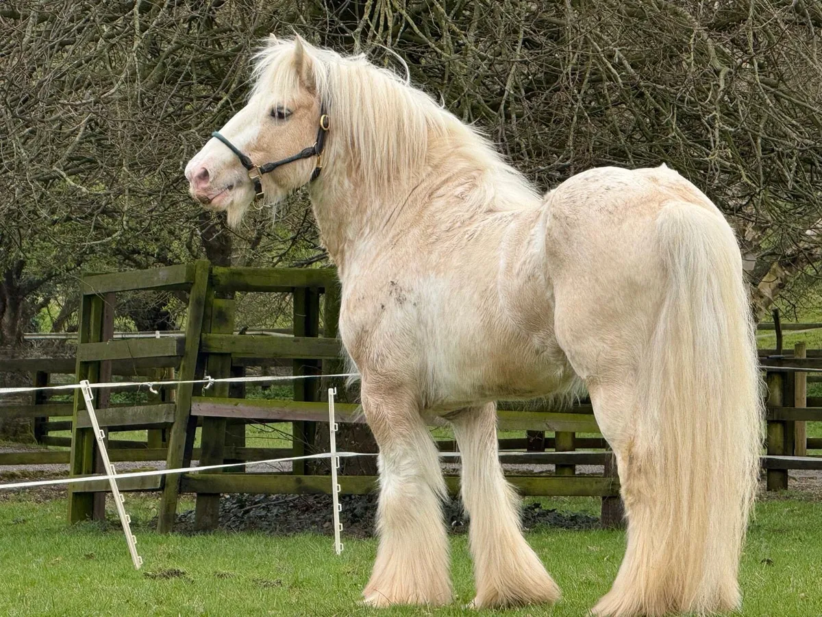 Shambo’s Prince - Image 4