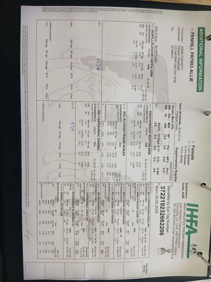 Calved heifer - Image 2