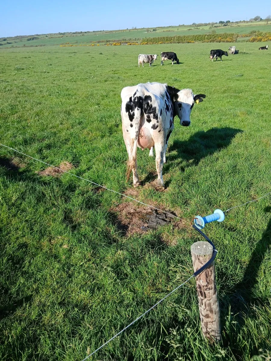 Calved heifer - Image 4