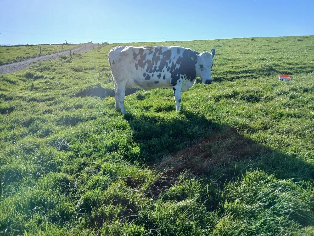 Calved heifer - Image 3