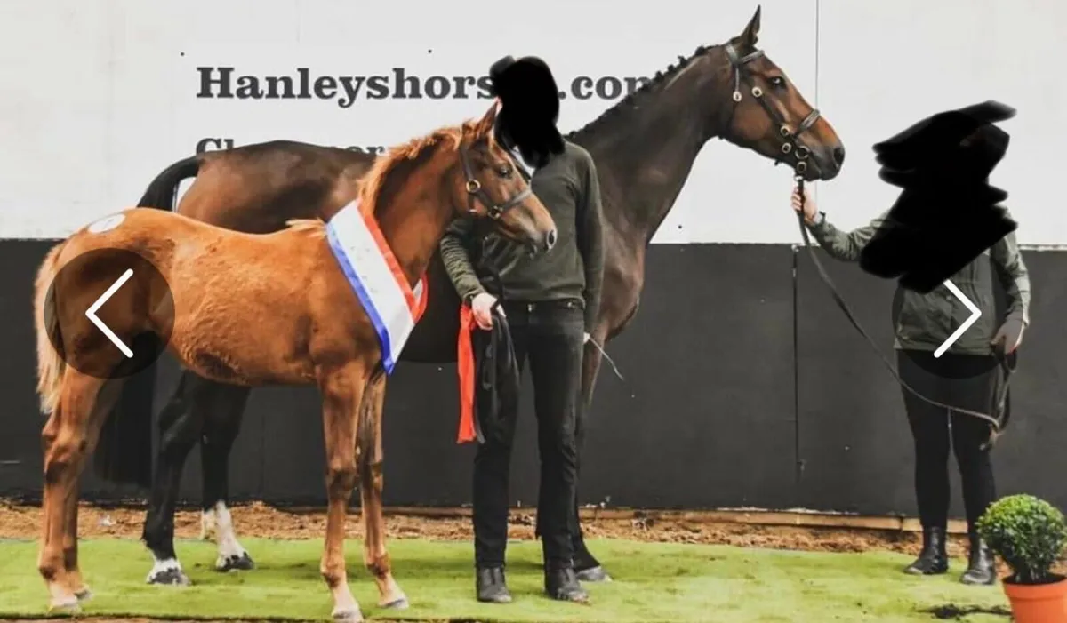 ISH Broodmare | Cover Fee Included | Dilute Foal - Image 1