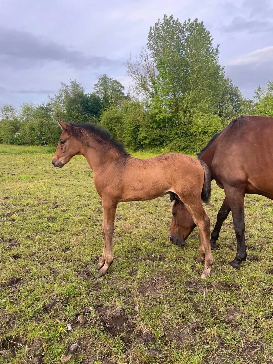 ISH Broodmare | Cover Fee Included | Dilute Foal - Image 2