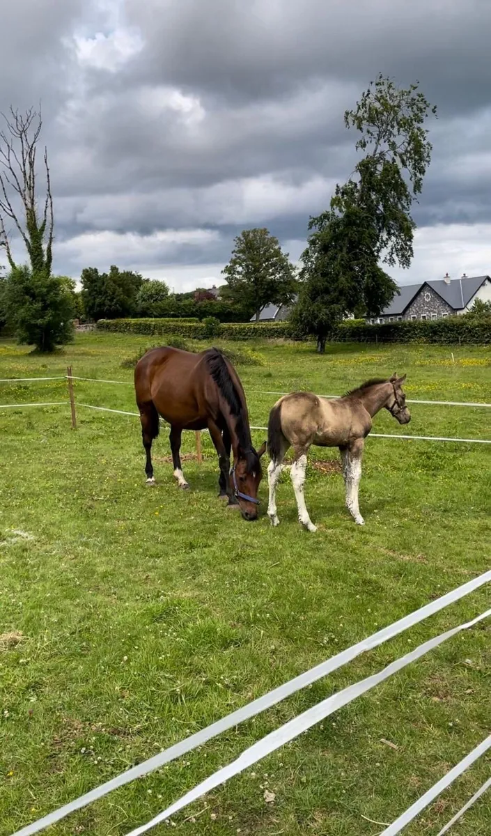 ISH Broodmare | Cover Fee Included | Dilute Foal - Image 3