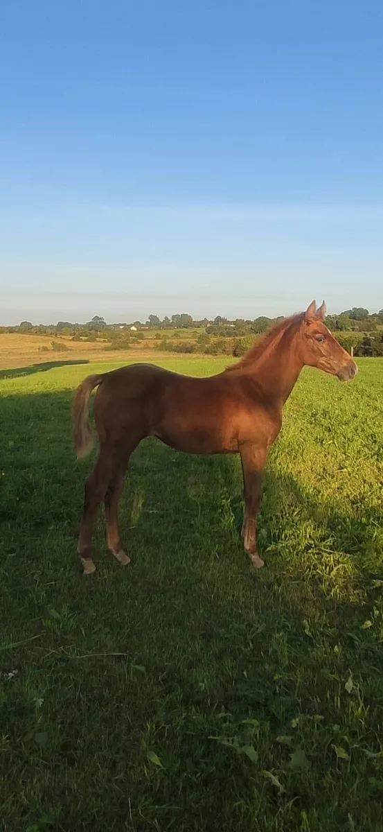 ISH Broodmare | Cover Fee Included | Dilute Foal - Image 4