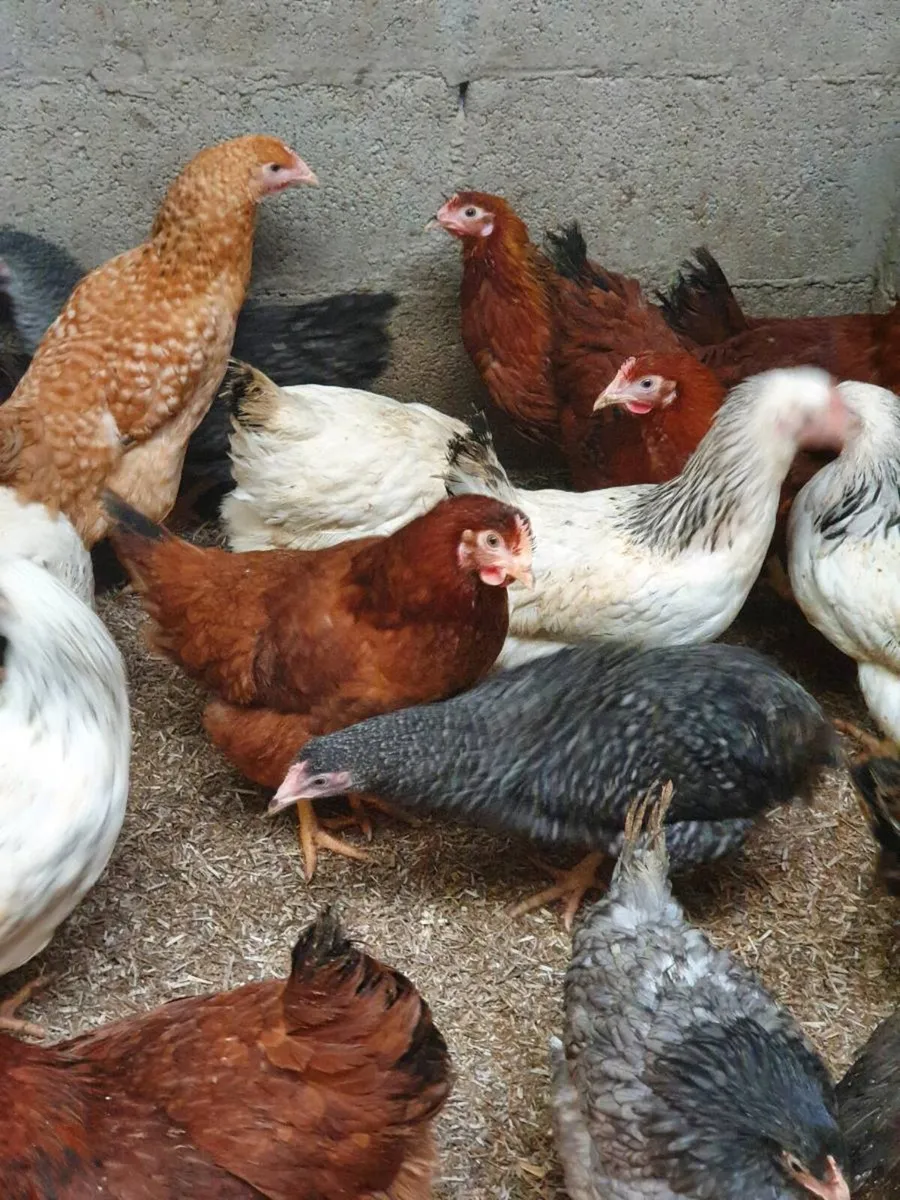 Hens/pullets/fertile hatching eggs in kildare - Image 2