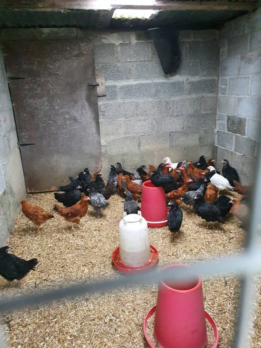 Hens/pullets/fertile hatching eggs in kildare - Image 3